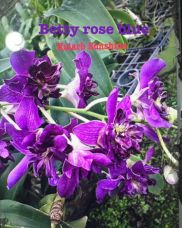 Den. Betty Rose Blue