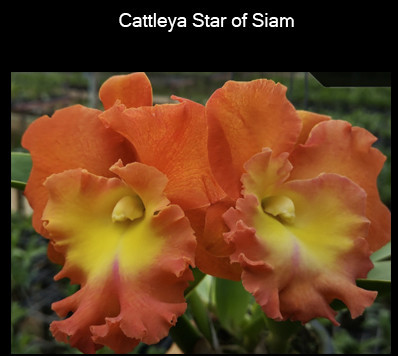Cattleya Star of Siam