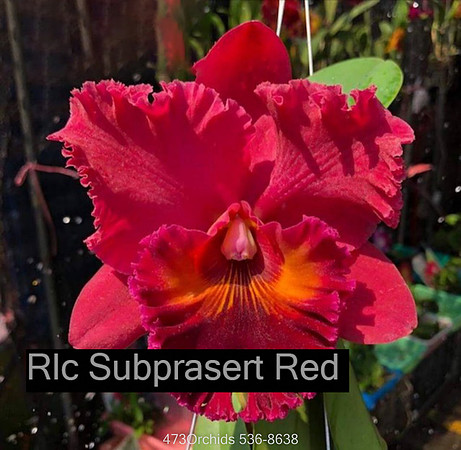 Rlc. Subprasert Red-Edit