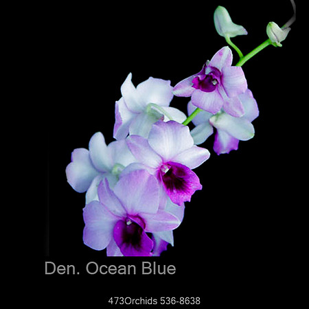 Den Ocean Blue
