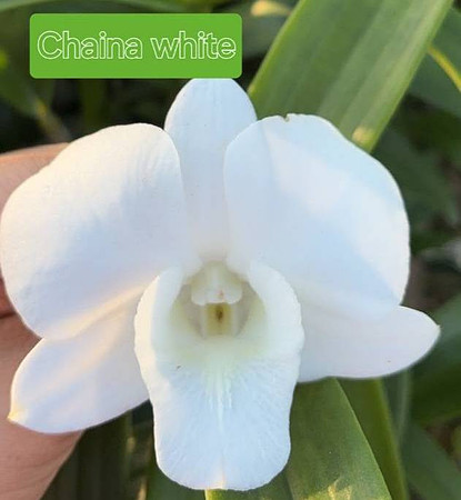 Den. China White