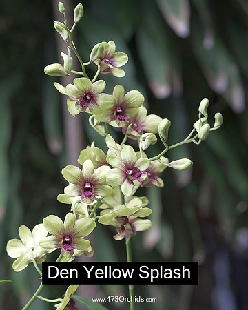 Den Yellow Splash 137 2
