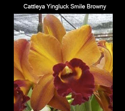 Cattleya Yingluck Smile Browny