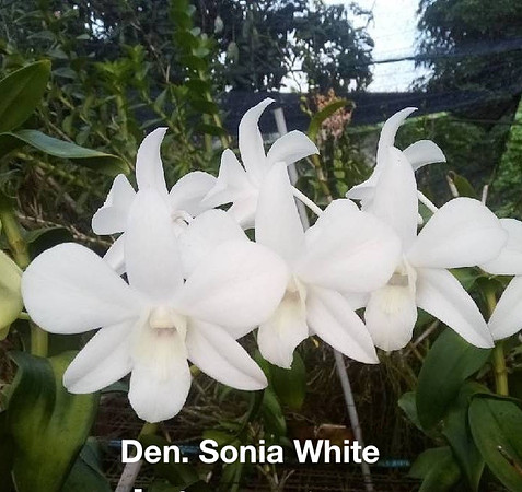 Den. Sonia White